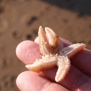 Estrelas do mar sobre os dedos de uma pessoa.